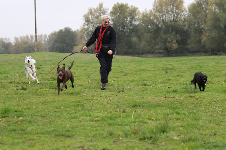 Gallery Dog Walker, Day Care & Home Boarding Hemel Hempstead