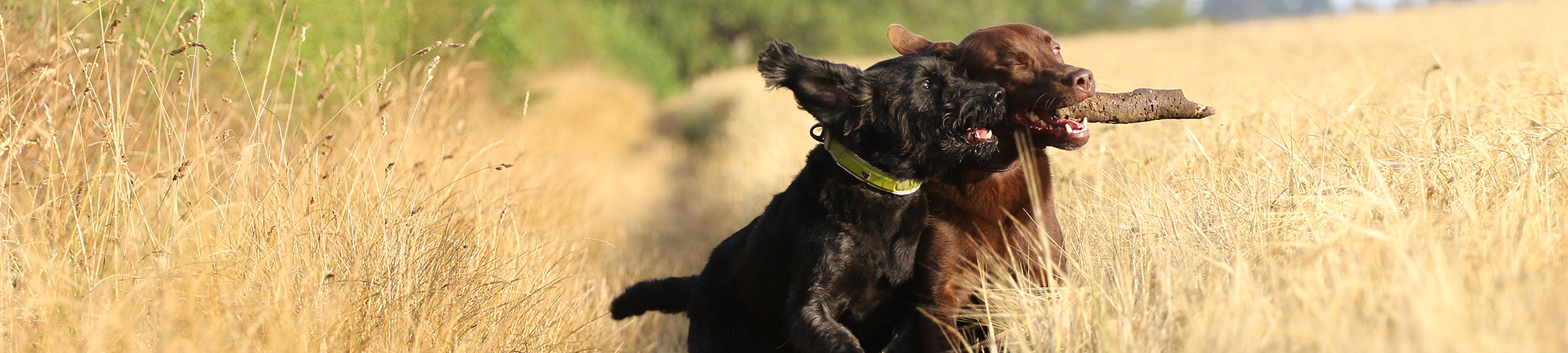 internal-banner-2-dogs-with-sticks