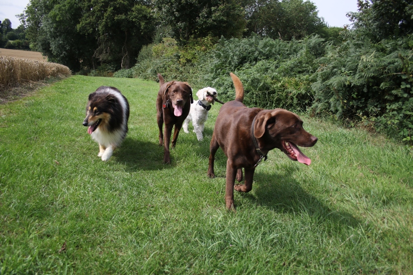 Doggy Day Care Hemel Hempstead and surrounding areas