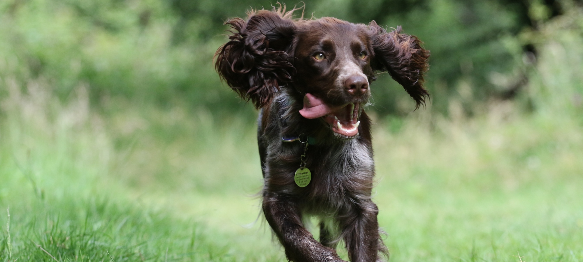 Doggy Day Care - Hemel Hempstead and surrounding areas