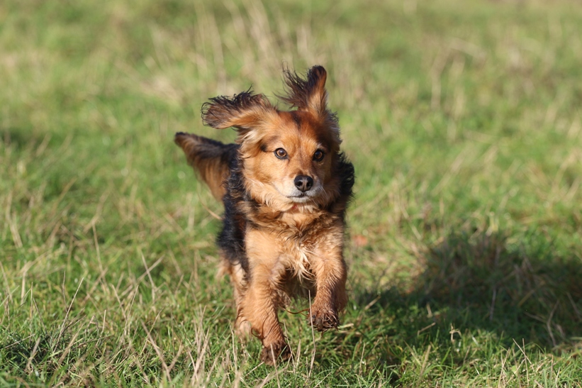 Doggy Day Care Hemel Hempstead and surrounding areas